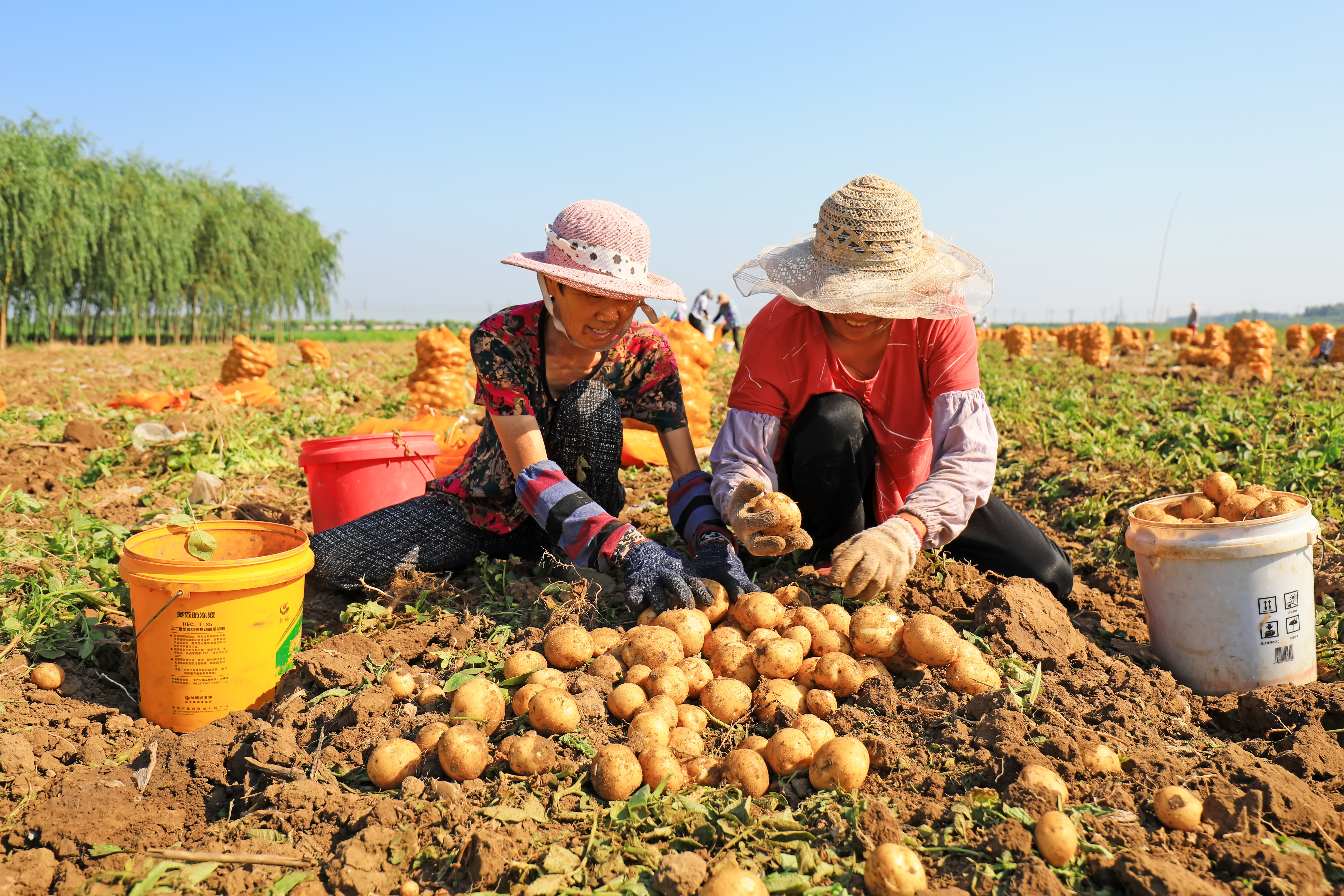 China began promoting potatoes as a staple in 2015 in an effort to combat food insecurity.