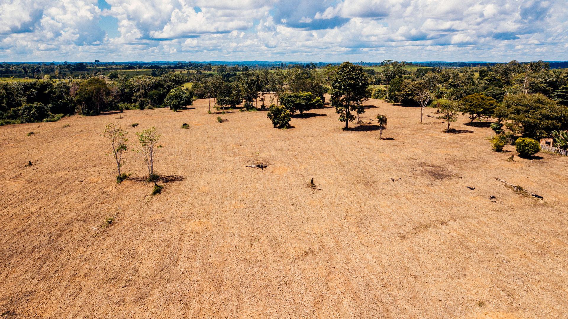 A dry brown patch of land is dotted with trees
