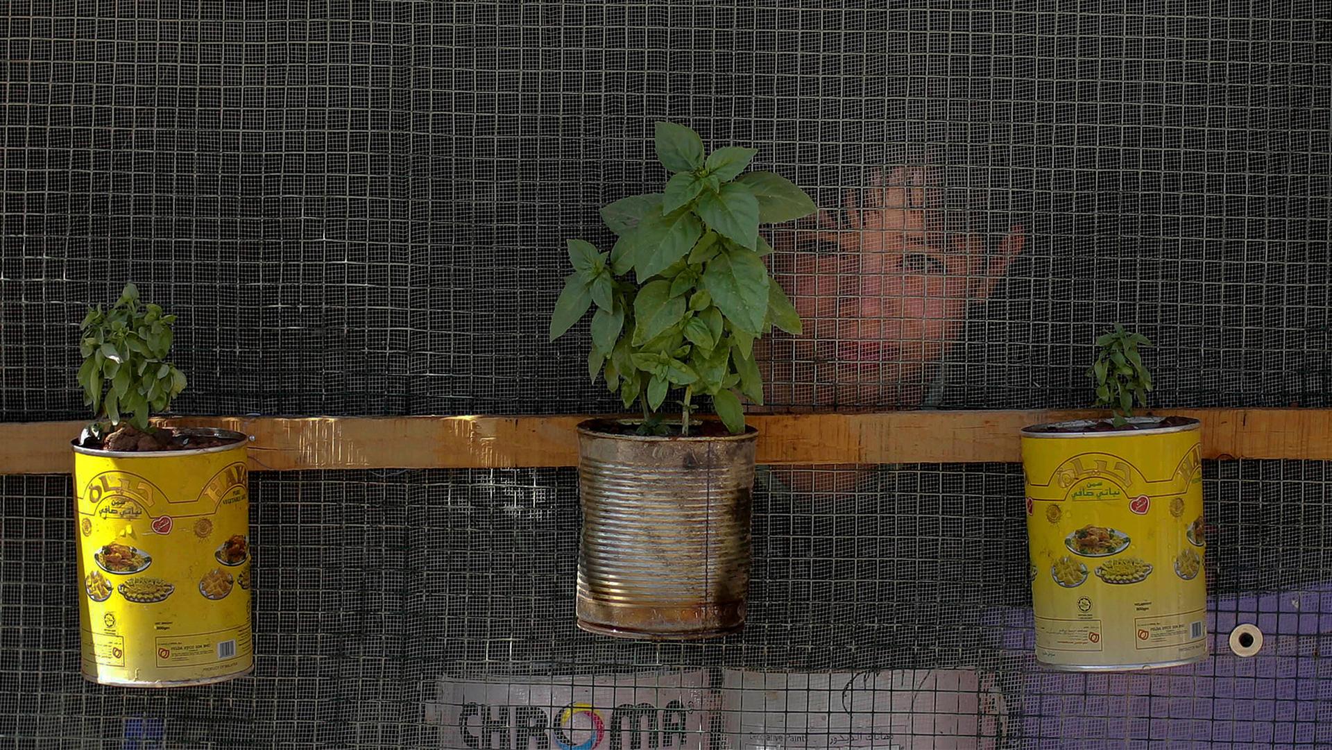 Syrian boy looks through window at refugee camp with plants placed in yellow and white cans attached