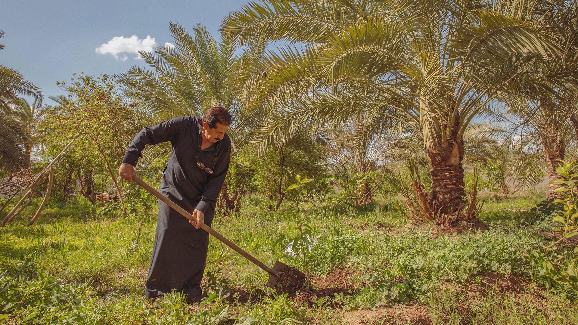 Ayyad Mohmmed Ali works on his farm where he grows date palm trees and vegetables, Iraq.