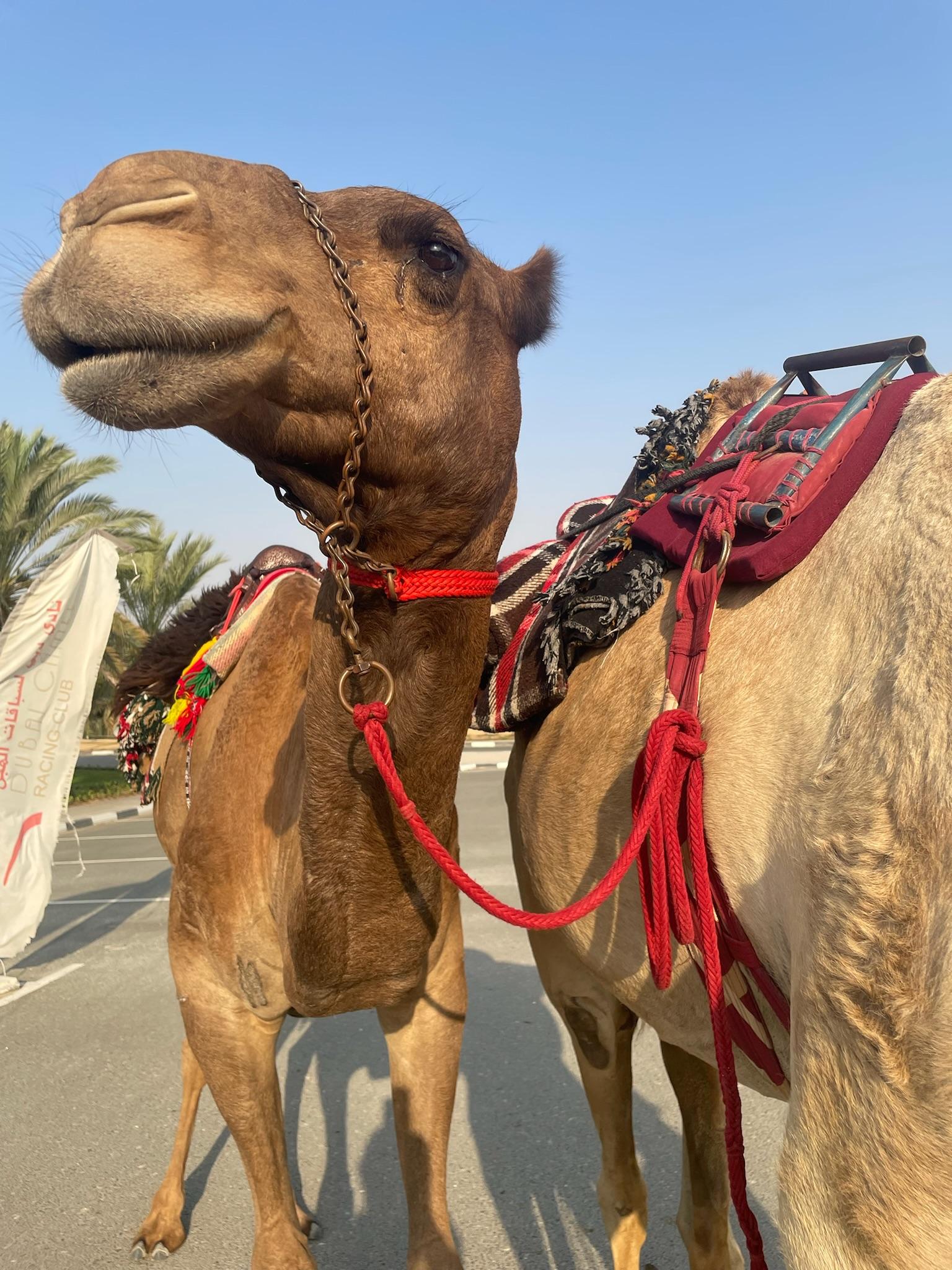 close-up photo of a camel