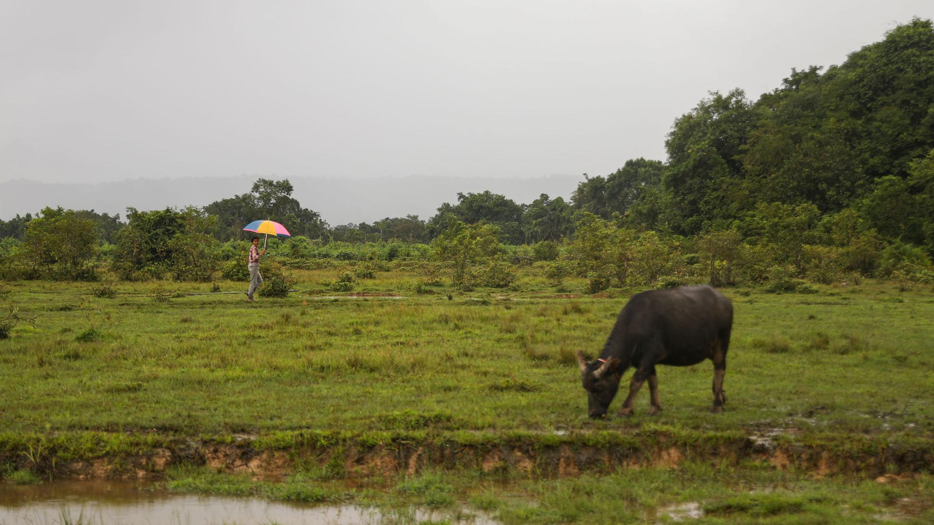 A buffalo grazes on the drenched land in the Cardamom Mountains, southwest Cambodia.