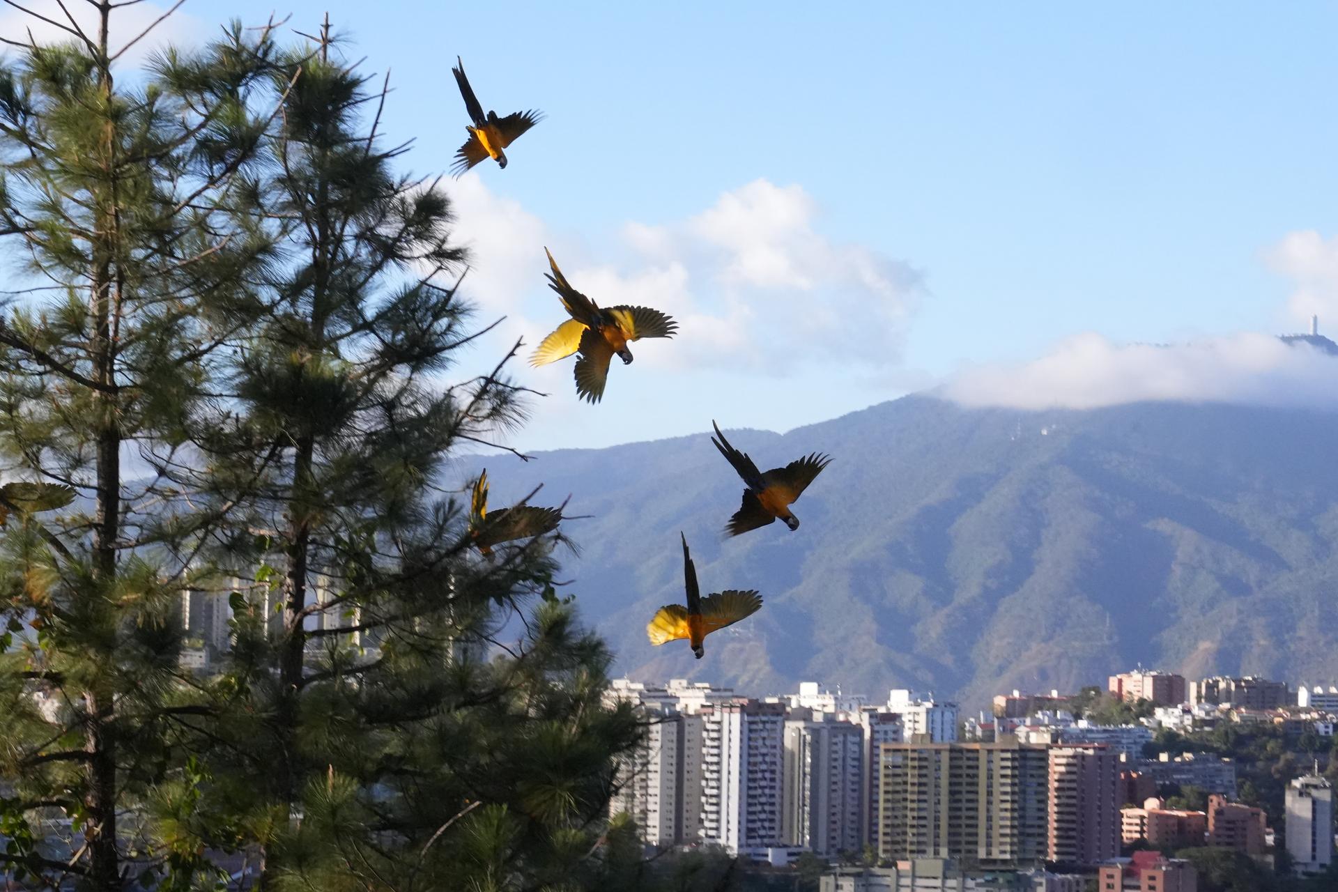 macaws flying in the air with mountains and trees in the background