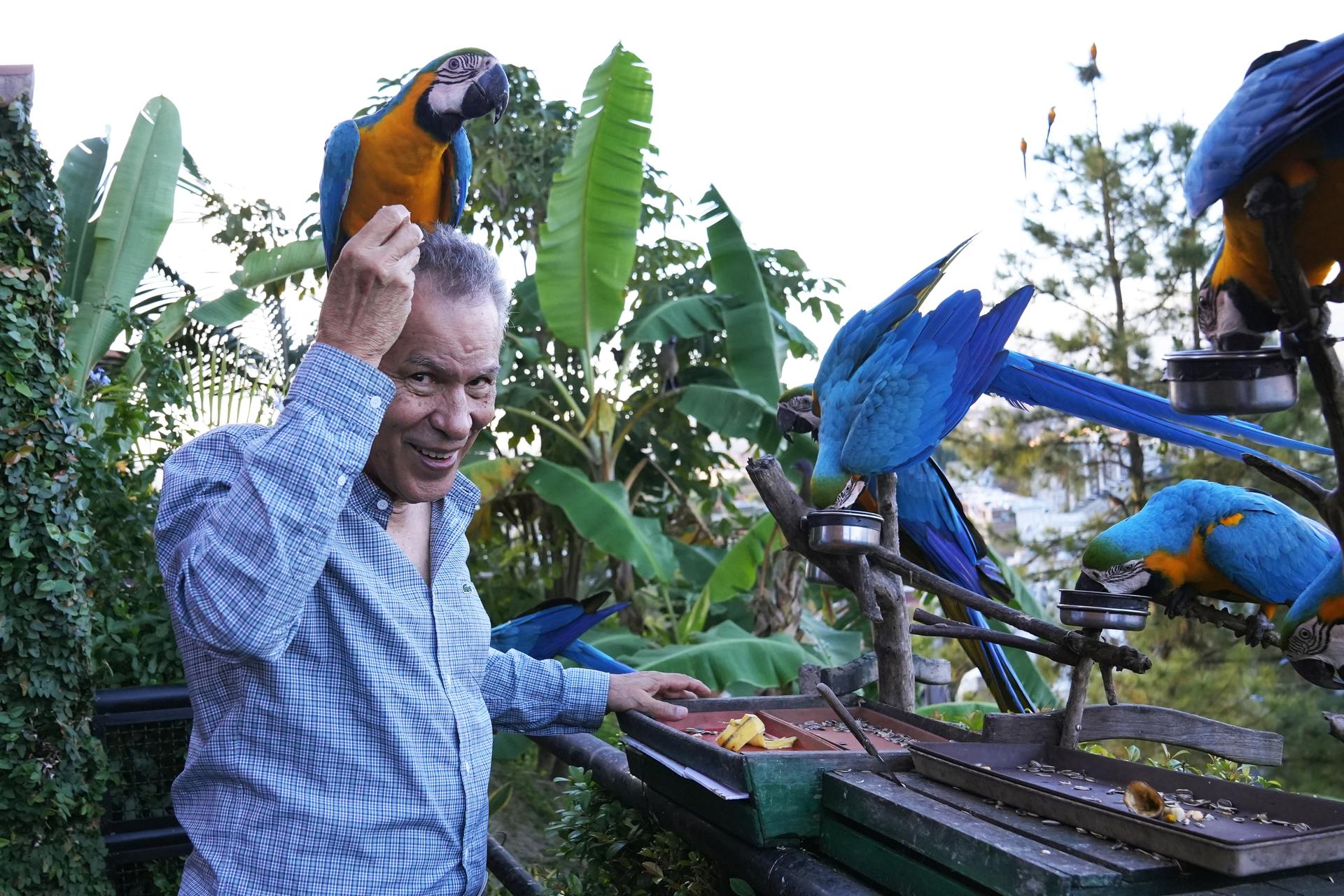 blue macaws feeding with one sitting on a man's head