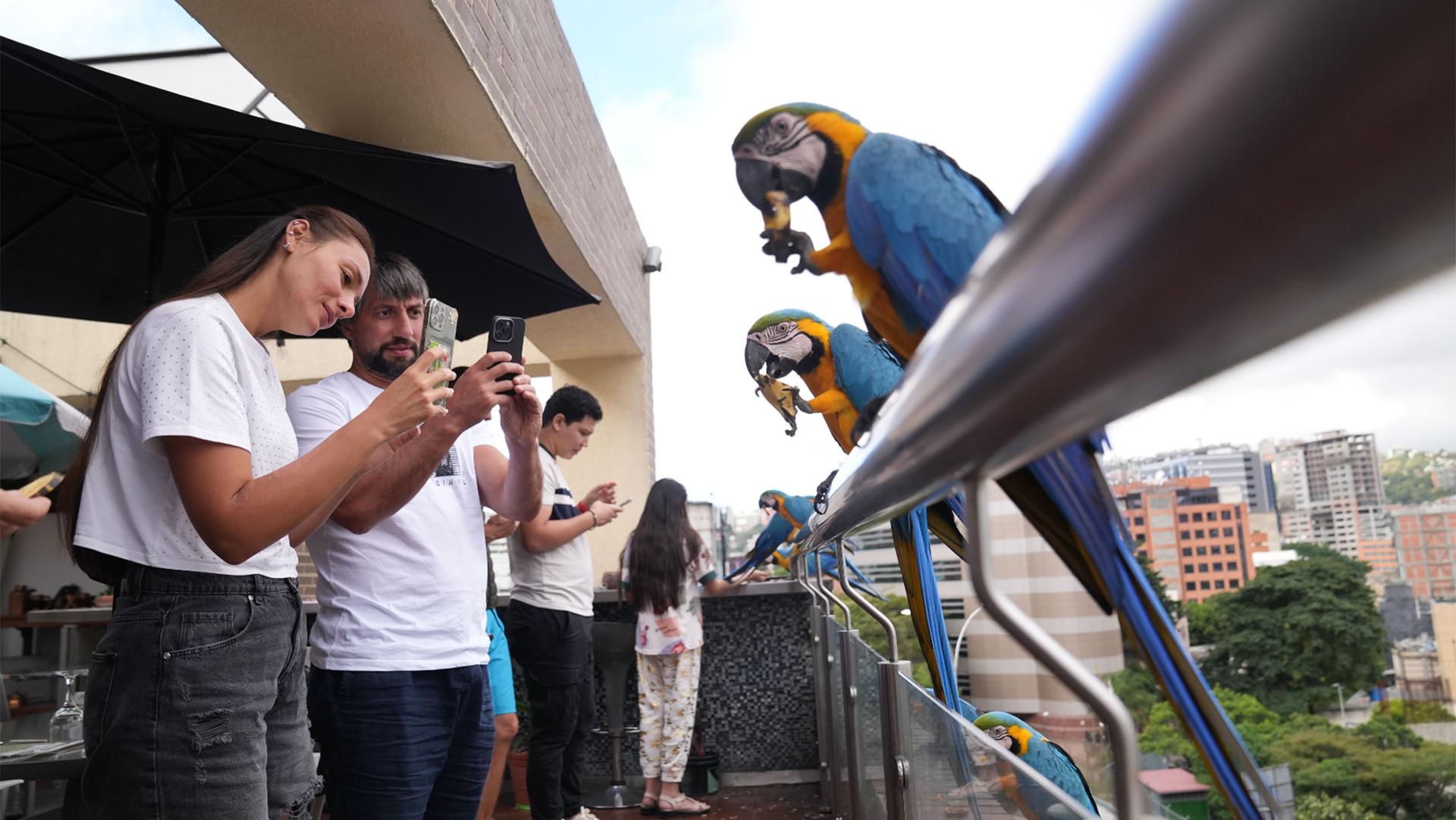 a group of tourists take photos of the birds perched on the balcony rails