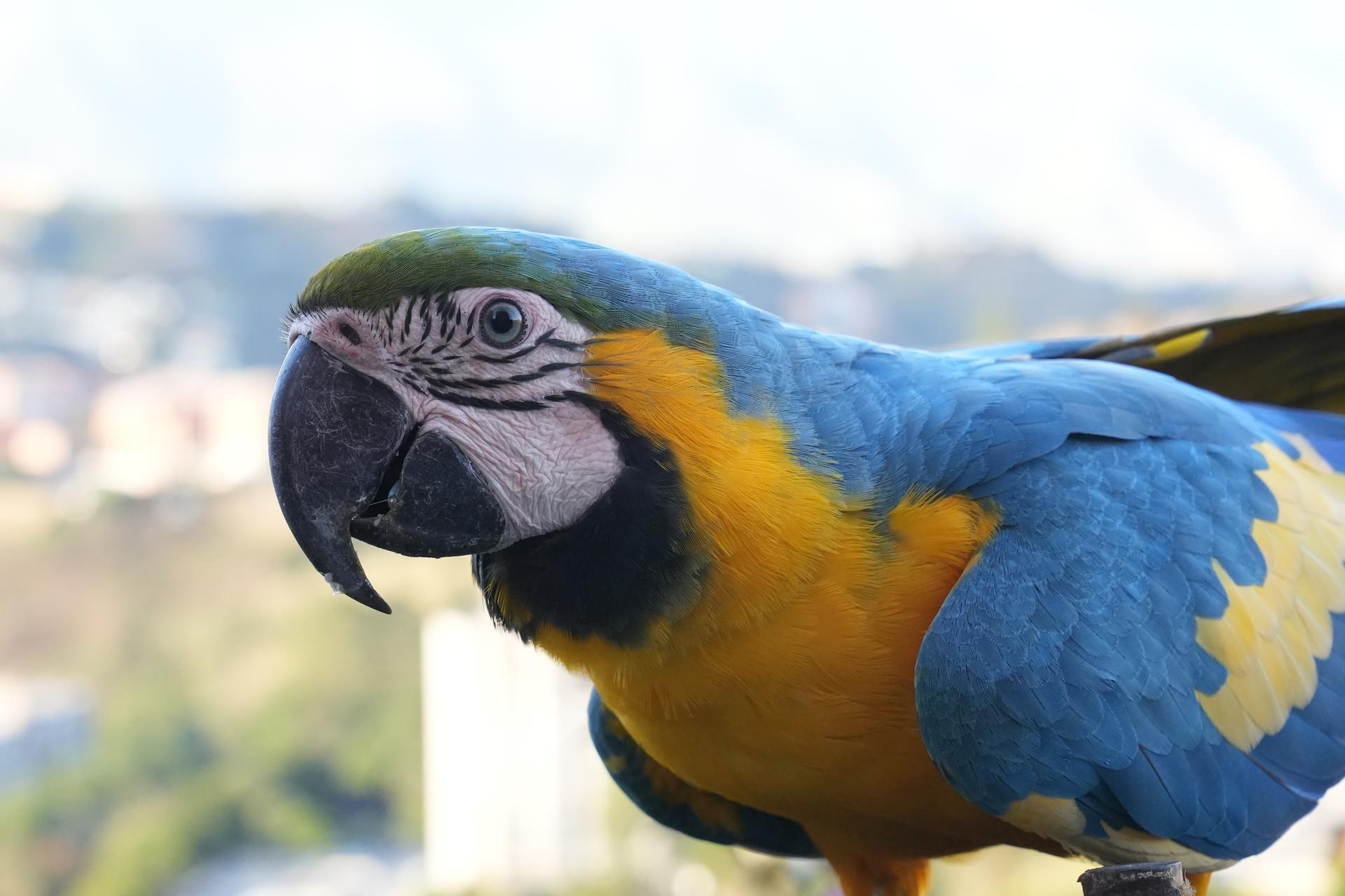 a close up of a blue and gold macaw