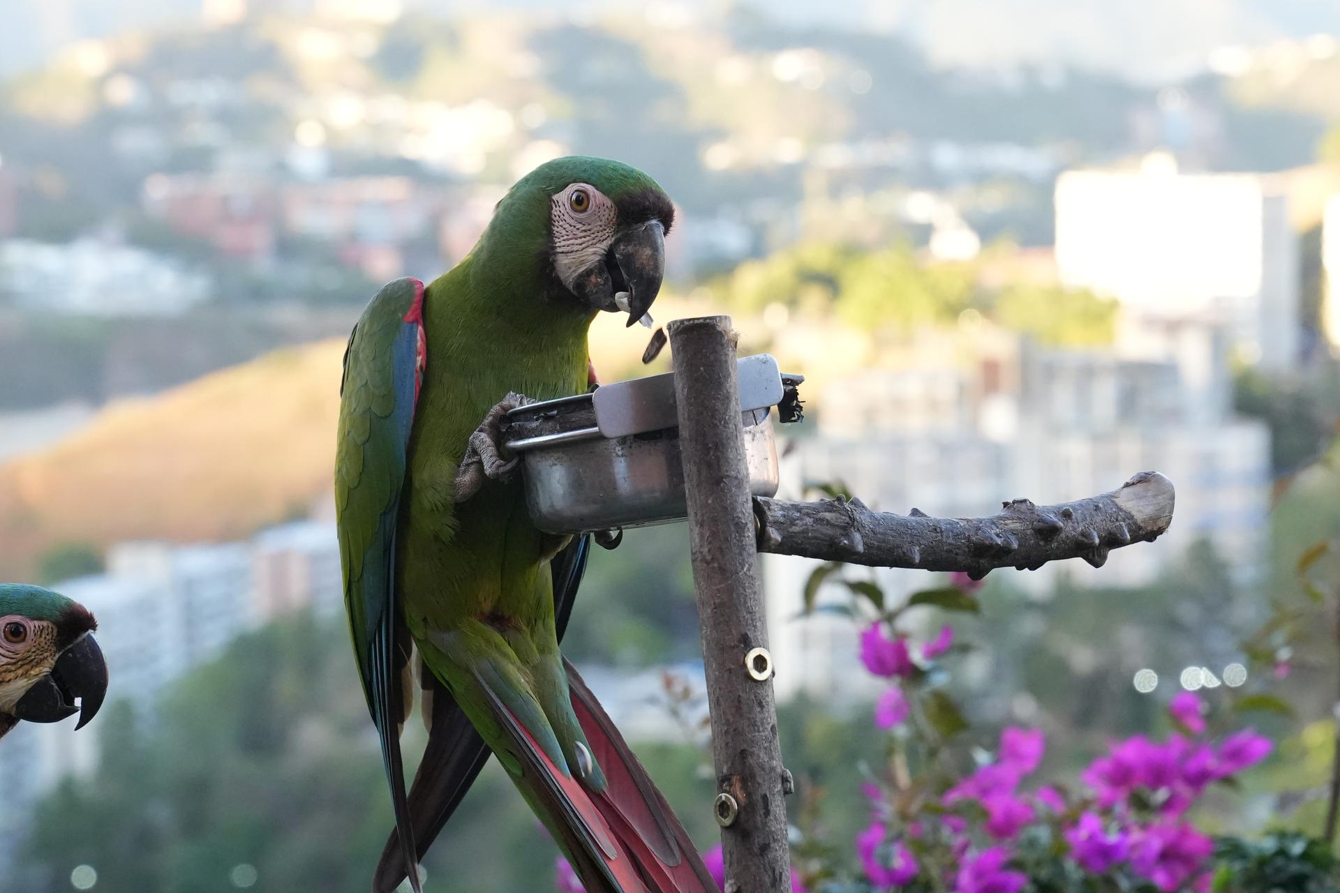 a green macaw perched on a bird feeder