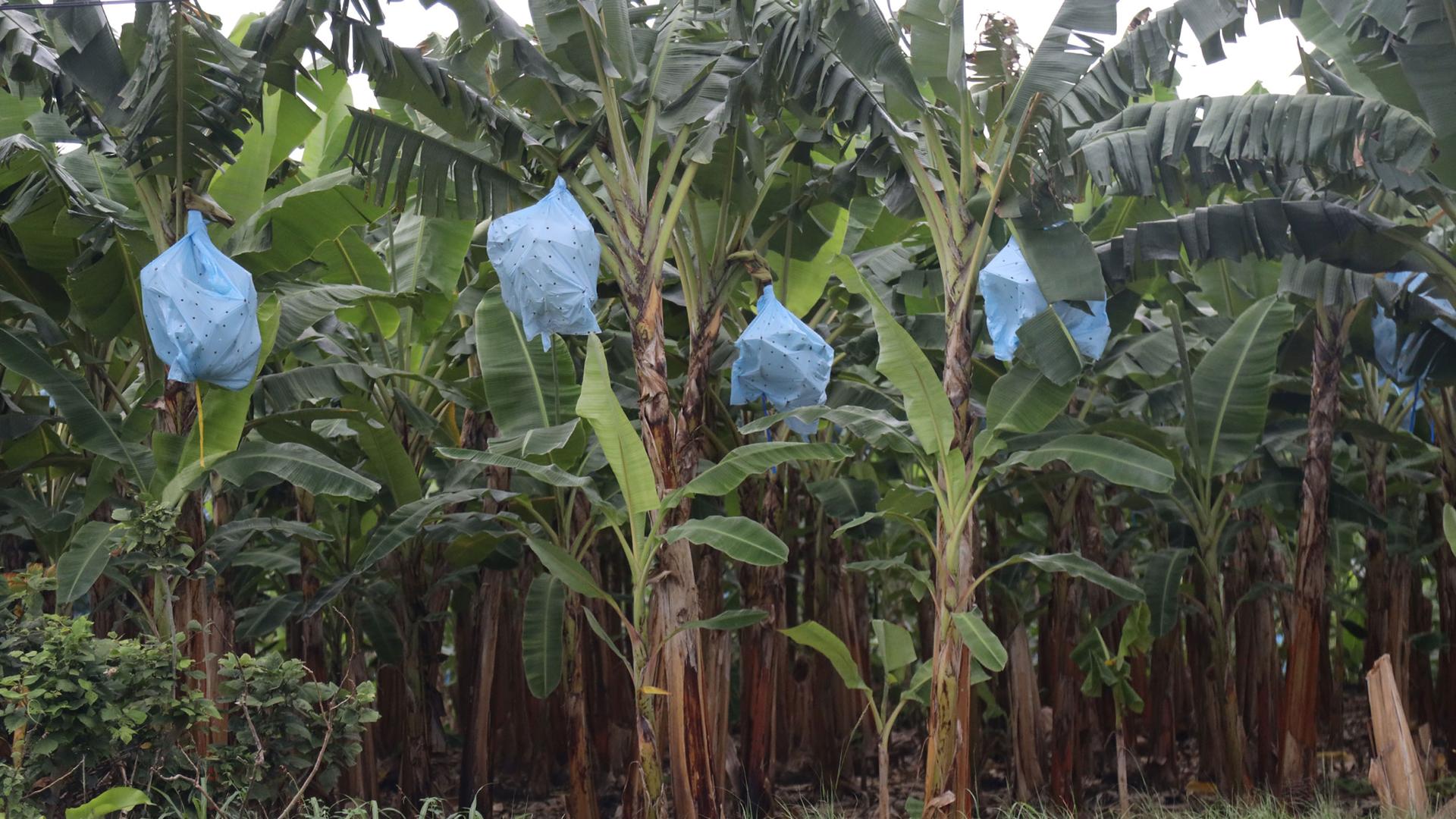 Polyethylene bags are used to protect bananas from pests and blight on a plantation in Costa Rica.