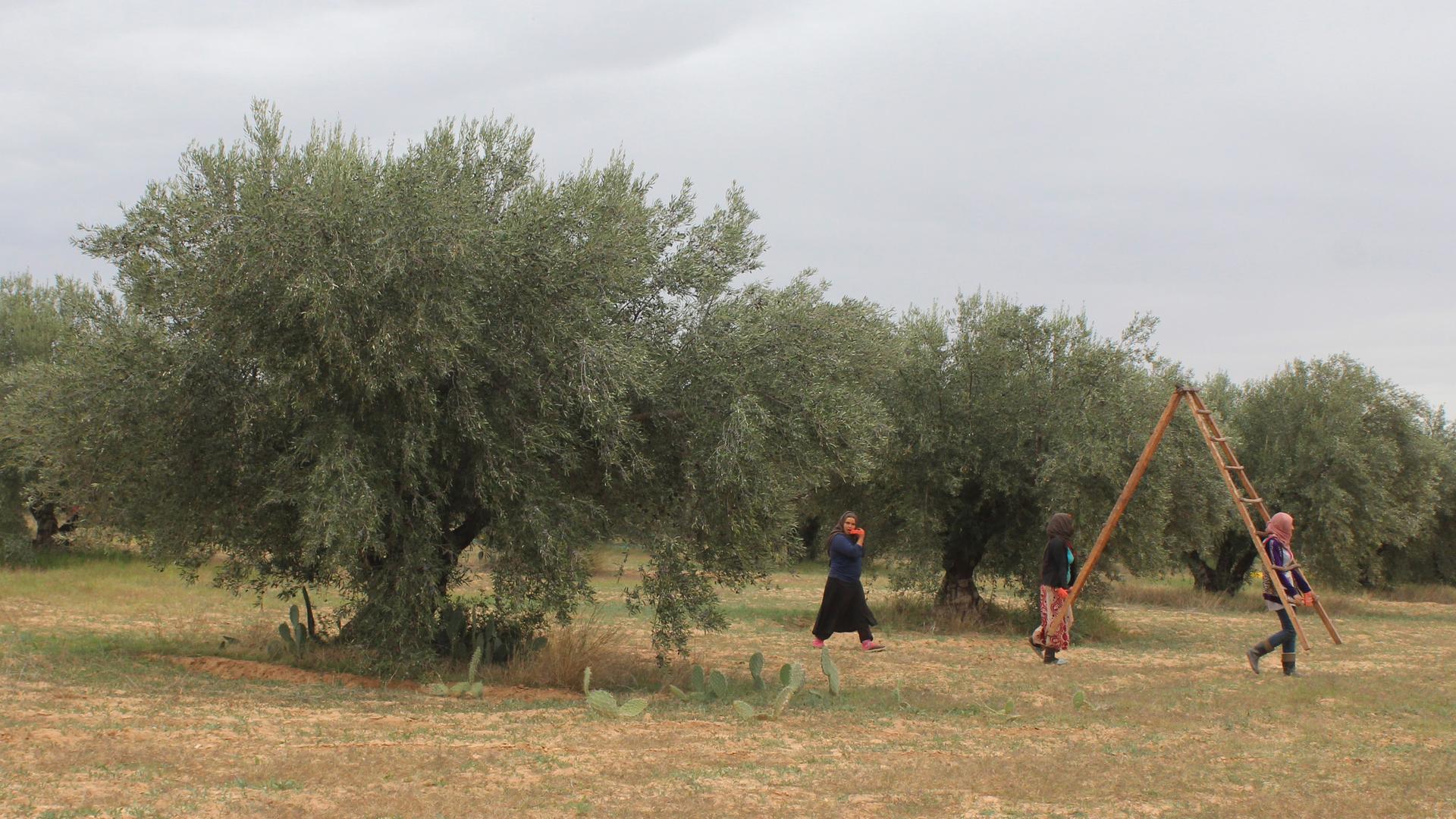Olive harvest underway