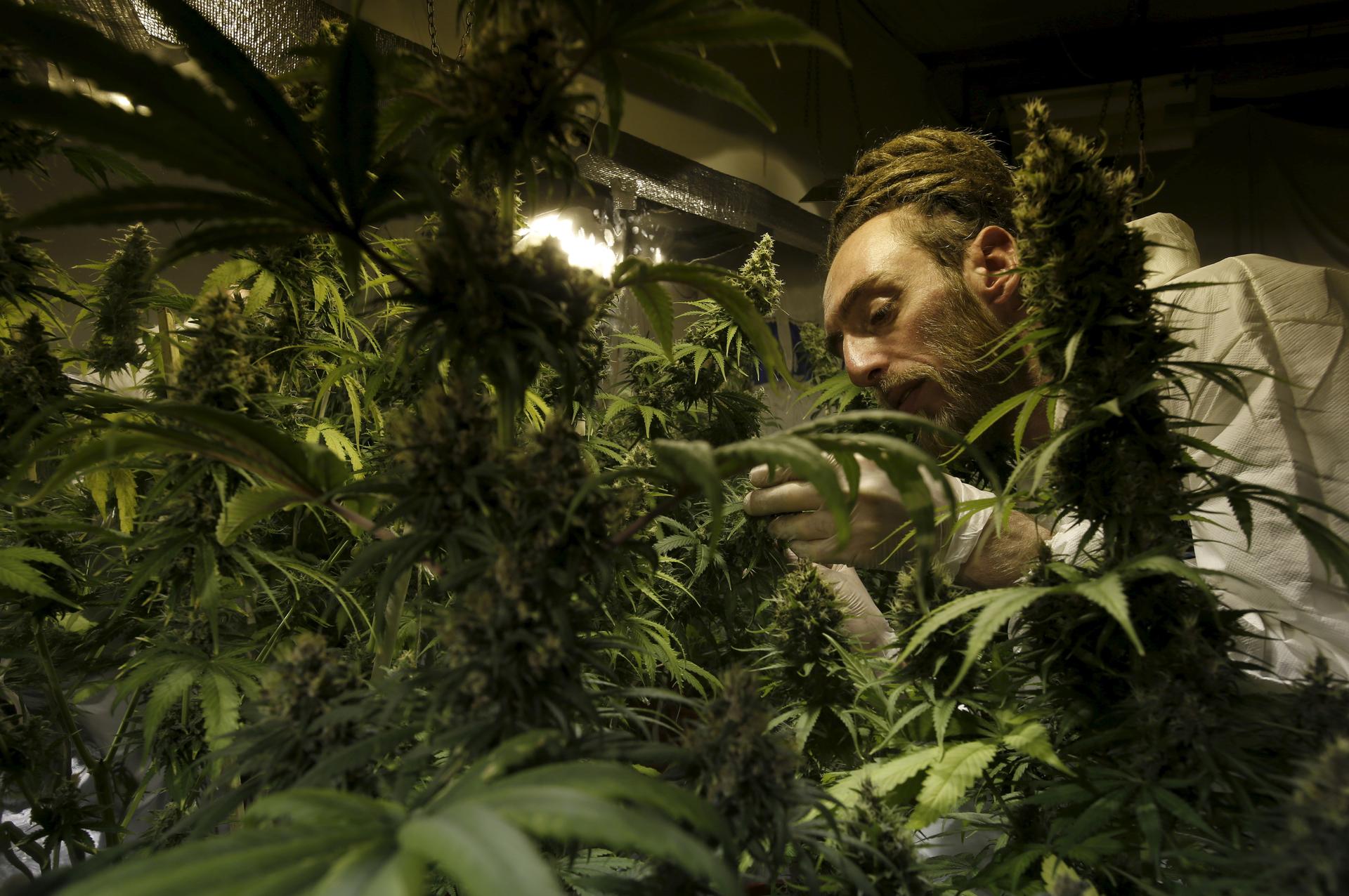 Grower Denis Contry checks out his marijuana plants at the Ganja Farms store in Bogota, Colombia, which recently legalized medical marijuana.