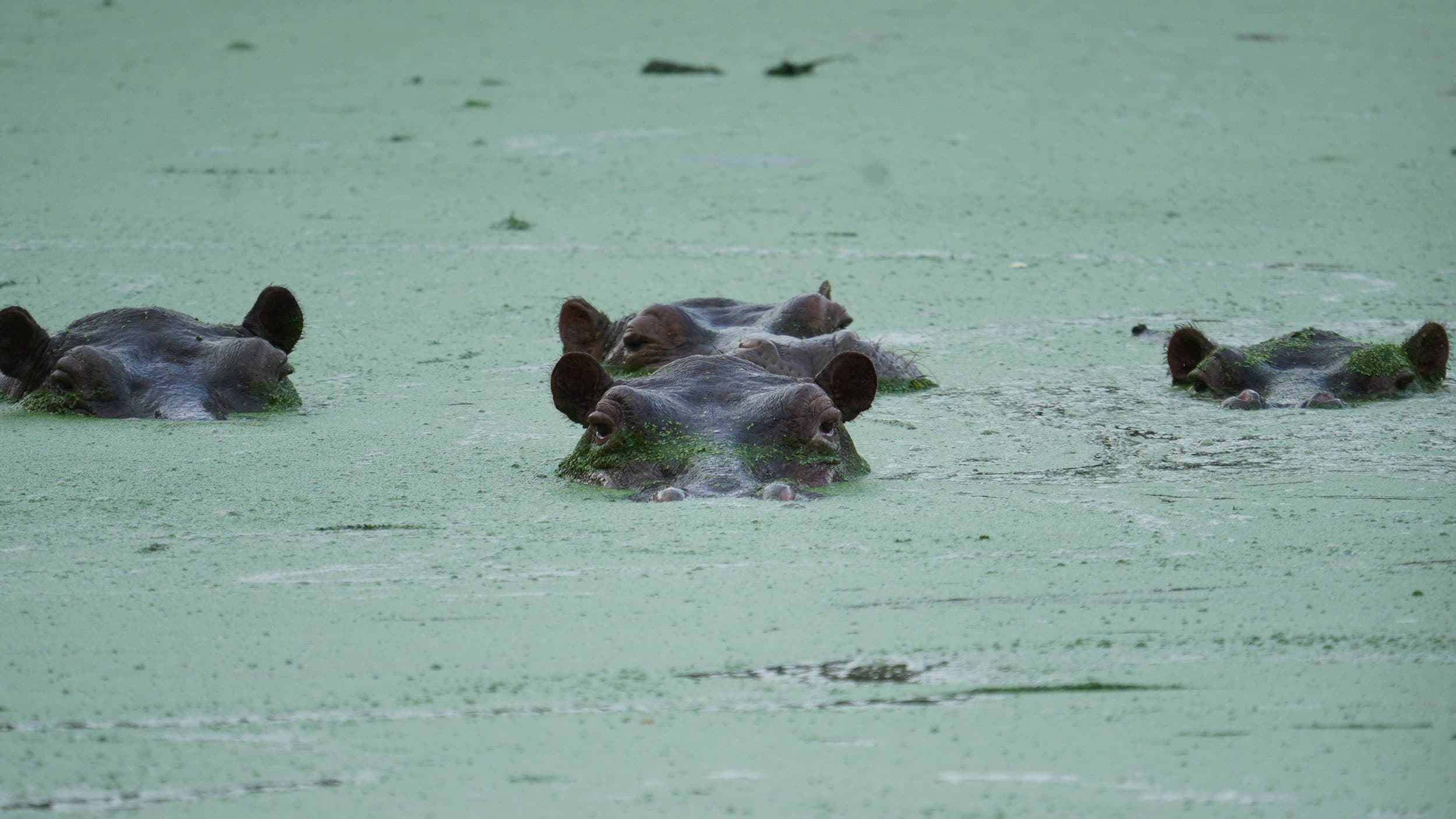 Four hippos partially submerged in green, algae-covered water.