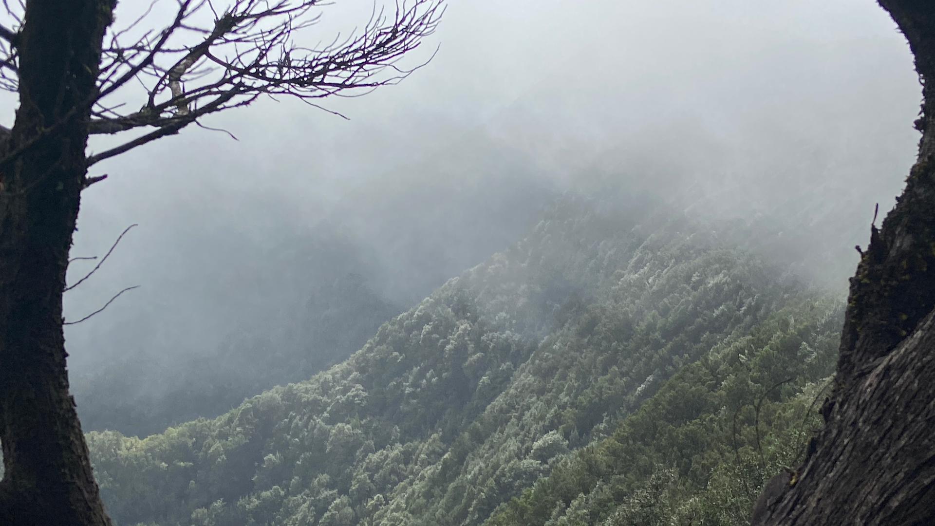 The Laurel Forest is almost always shrouded in mist, as clouds coming off the Atlantic collide with the high mountains.
