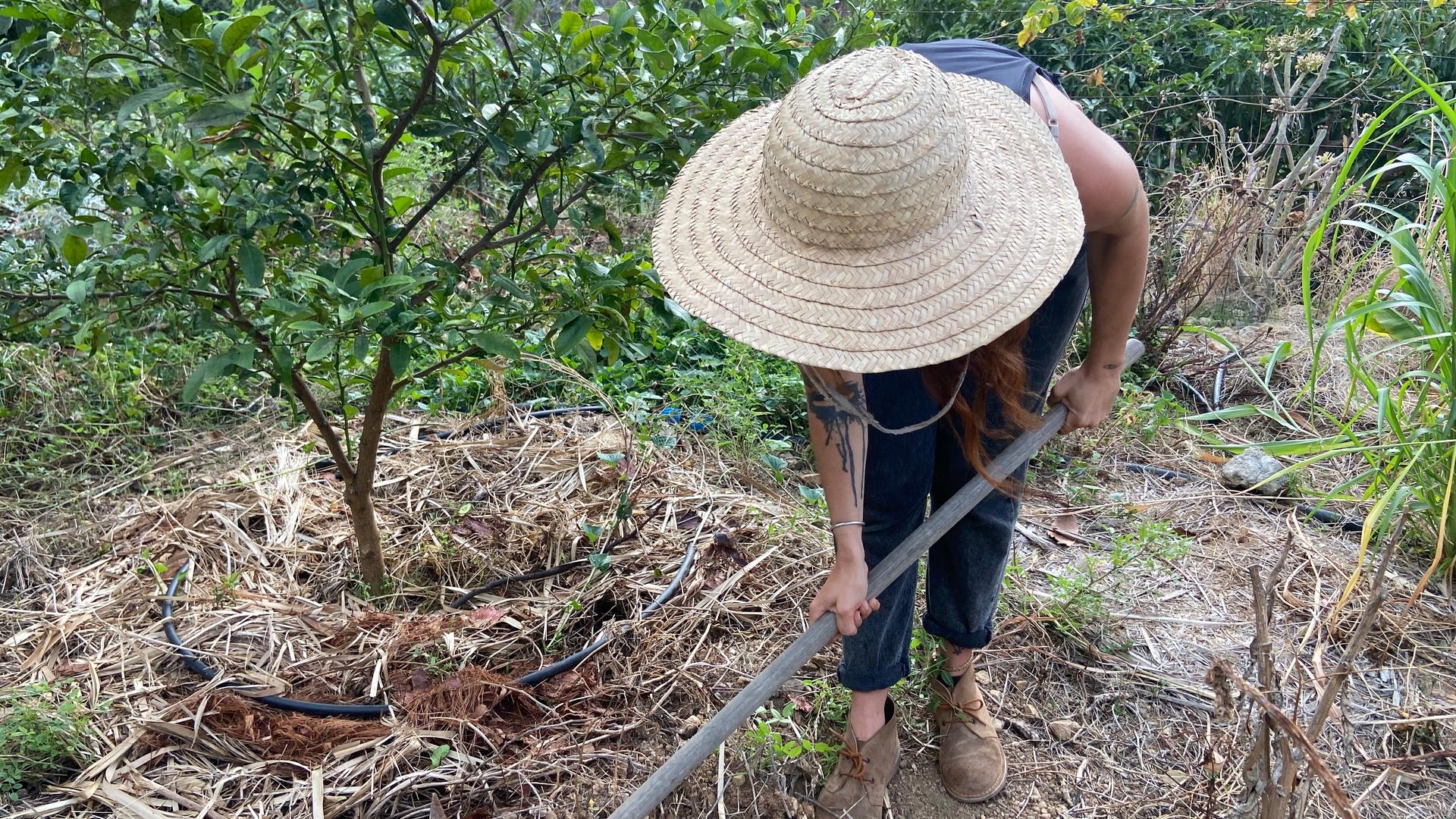 La Gomera farmer Iru Izquierdo tends to her avocado trees. She wishes the government would support local food production the same way it promotes its tourist attractions.