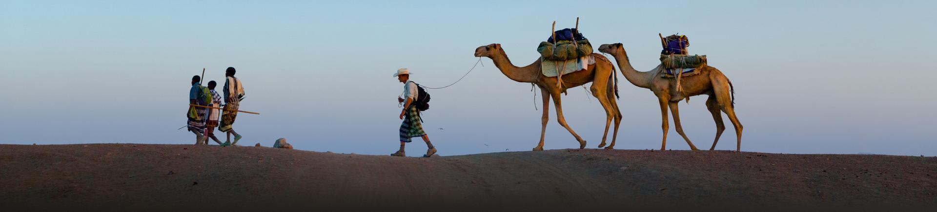 man with guide and camels