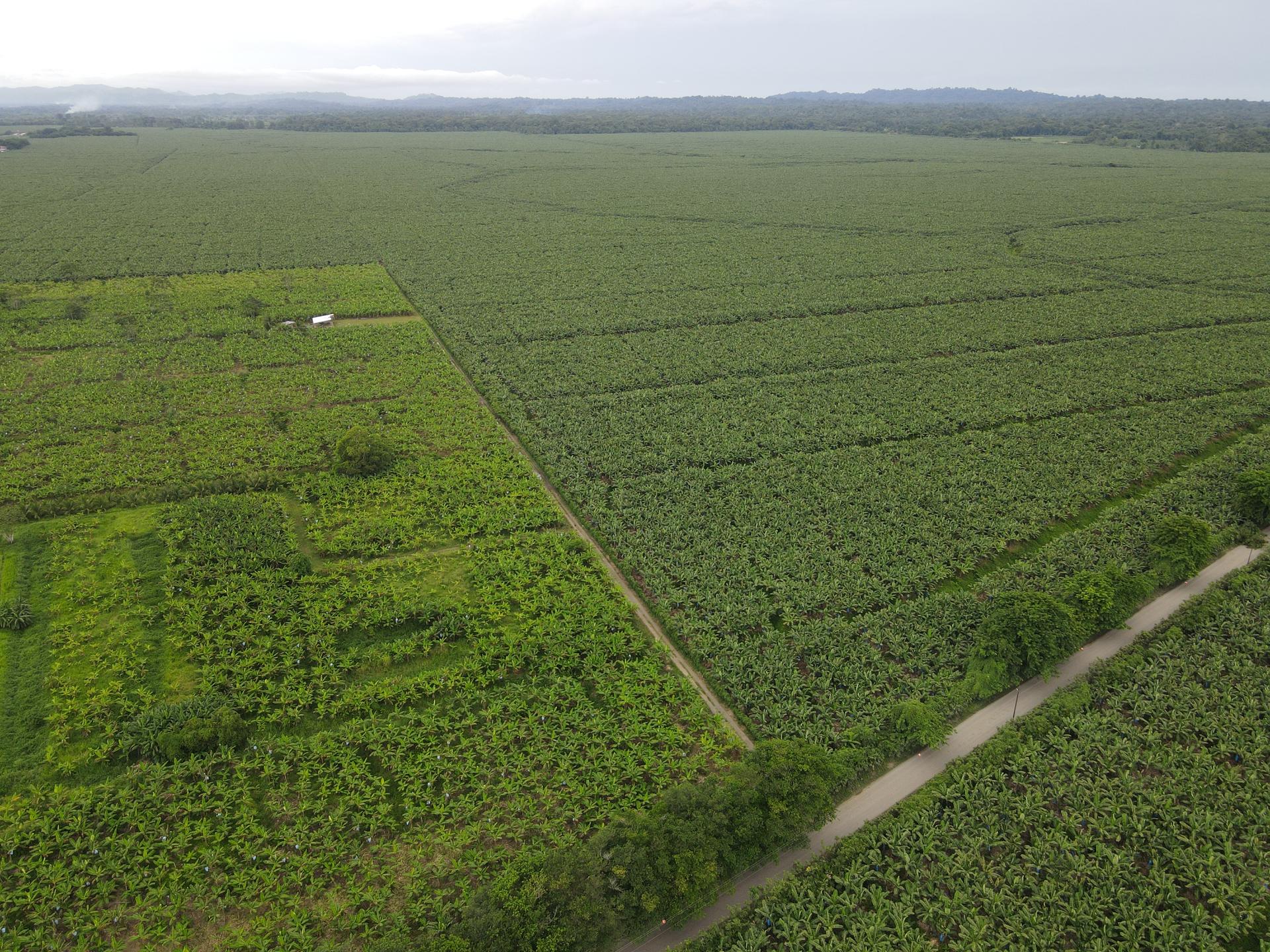 Banana plantations stretch for miles on the Southern Caribbean coast of Costa Rica, near the border with Panama.