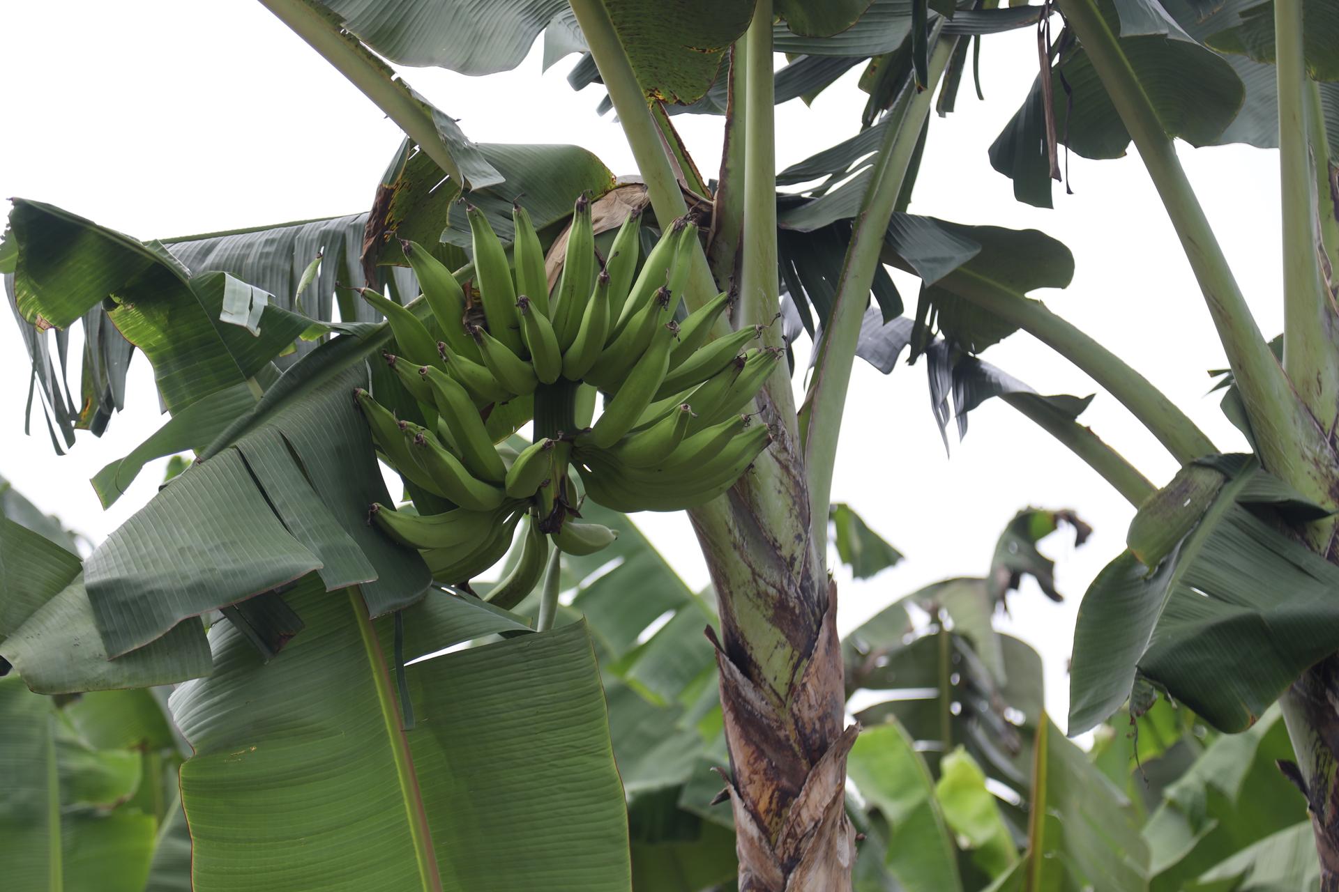 Bananas have been turned into an industrial product.