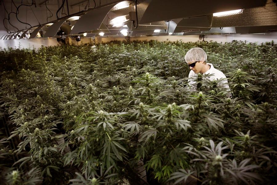 Master Grower Ryan Douglas waters marijuana plants in a growing room at Tweed Marijuana Inc. in Smith's Falls, Ontario.